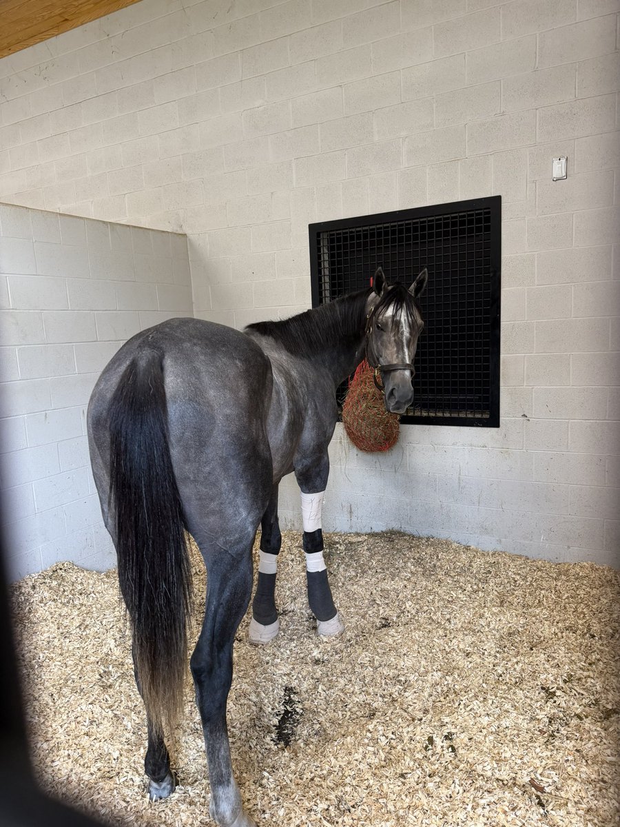 hacracingstable's tweet photo. Gosger recovering after surgery https://t.co/zLmc88u8lF