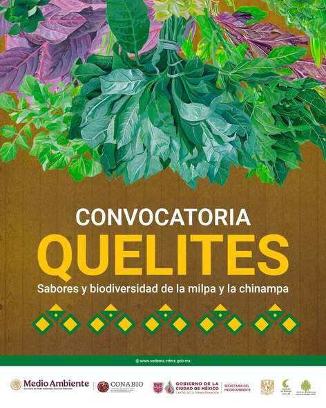 CONABIO's tweet photo. ¿Tienes una receta con quelites que ha pasado de generación en generación o una nueva forma de prepararlos? La convocatoria “Quelites: saberes, sabores y biodiversidad de la milpa y la chinampa” es para ti.🌾

Tu preparación podría formar parte de un recetario que busca preservar y celebrar la riqueza culinaria y biocultural de nuestros territorios.

Consulta la convocatoria y participa.
🔗 https://t.co/nuK59k3aBp