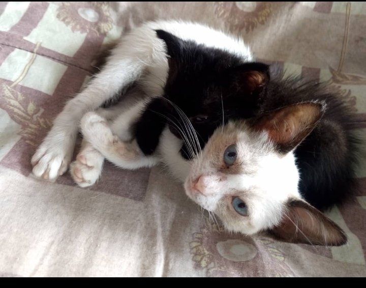 PerroUsuario's tweet photo. Necesitan adopción Urgente RP @BelloUniverso33: uno es siamees y el otro es negrito más pequeño comen solos los botaron x una Iglesia Urb.Prado de María Cementerio Caracas si alguien lo o los deseas 042401845032 https://t.co/O8Ny8haZql
