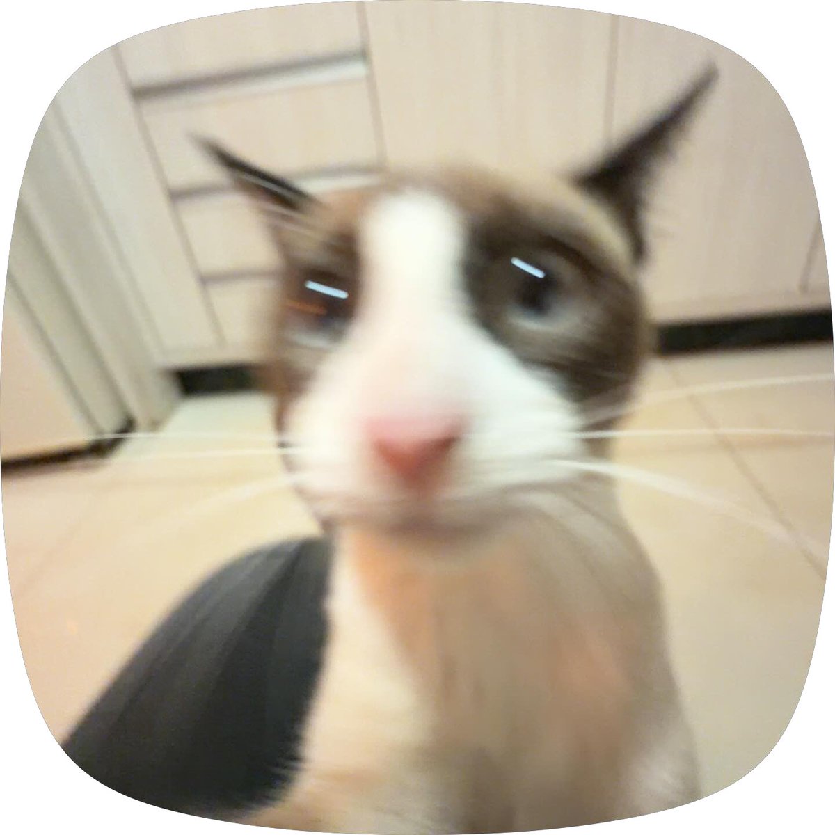 gatos fazendo gatices tweet media