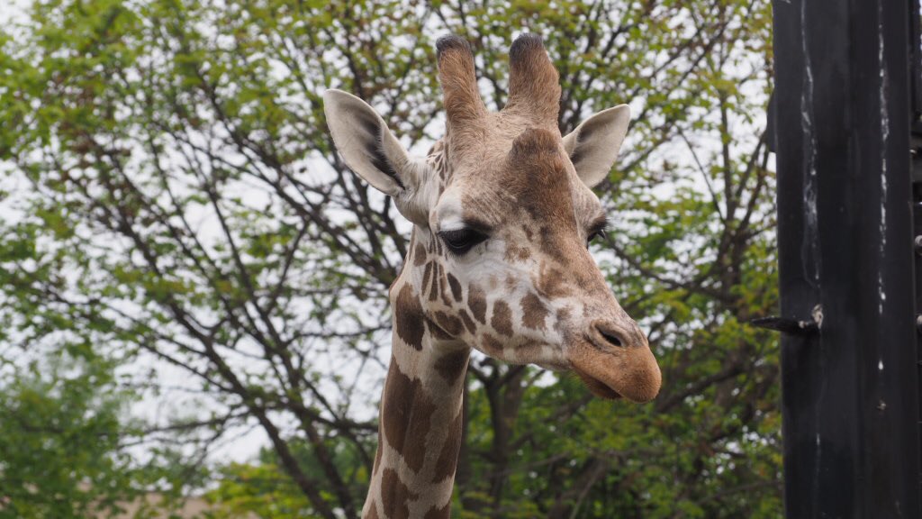 旭山動物園東門 tweet media
