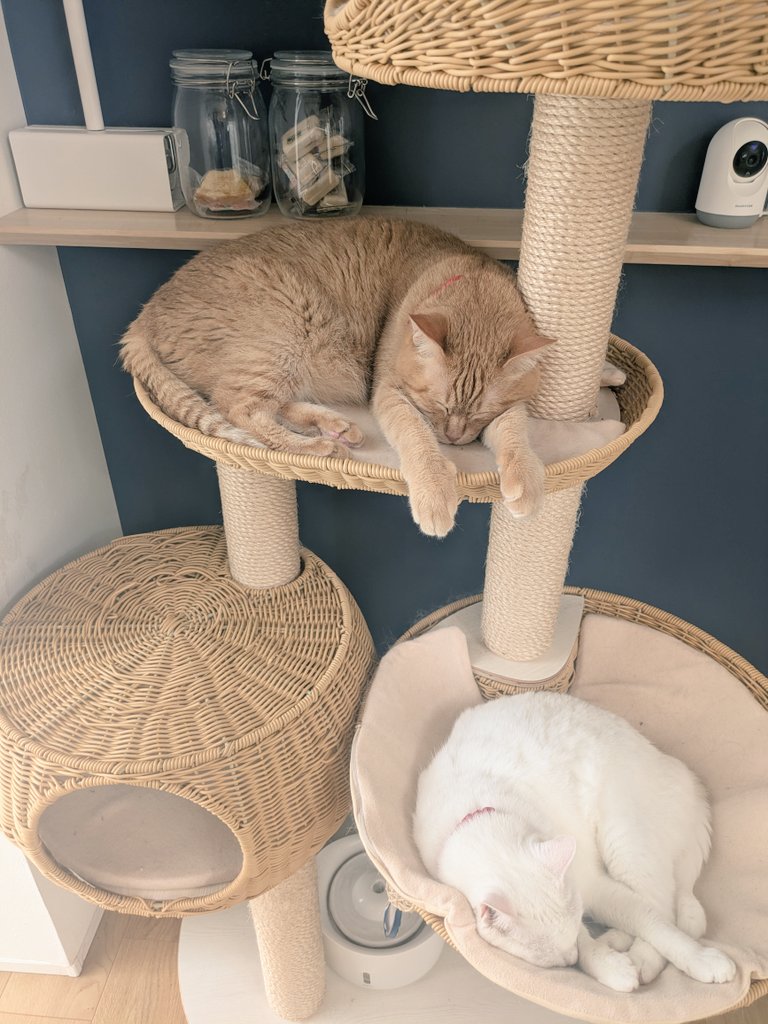 ciagms's tweet photo. 今朝のお見送り猫ズ。いいんだよ、君たちは元気なだけで100万点だから、寝てていいんだよ。稼いでくるね…。
#猫好きさんと繋がりたい
#ミネちゃん2026
#虎徹さん2026 https://t.co/LdV6gDfo5x