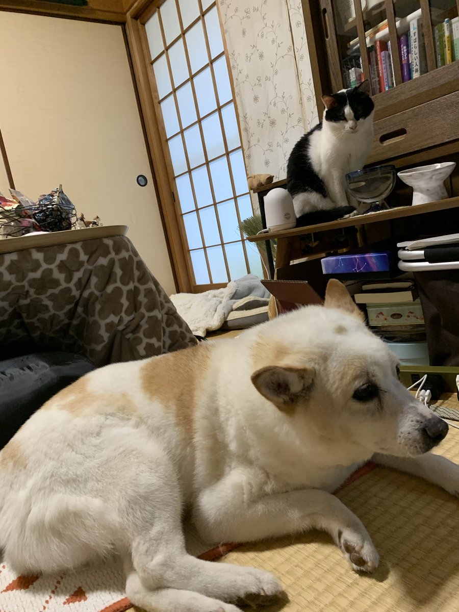 けも (@sokonron) / Posts / X