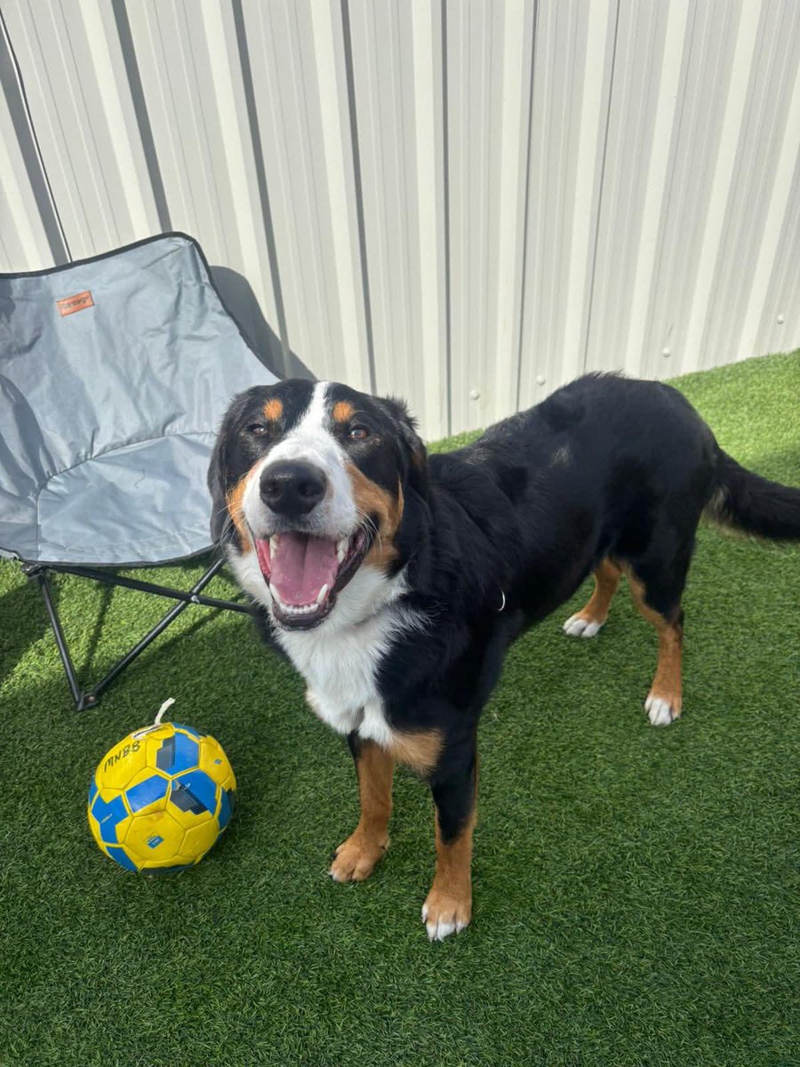 real_midnight_'s tweet photo. My baby Atlas had his first day at Doggy Daycare https://t.co/yRMpg1MeCL