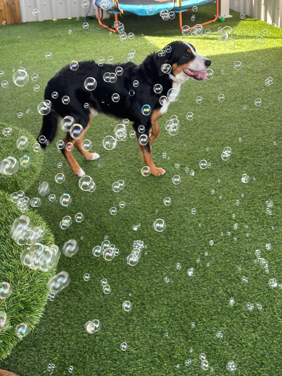 real_midnight_'s tweet photo. My baby Atlas had his first day at Doggy Daycare https://t.co/yRMpg1MeCL
