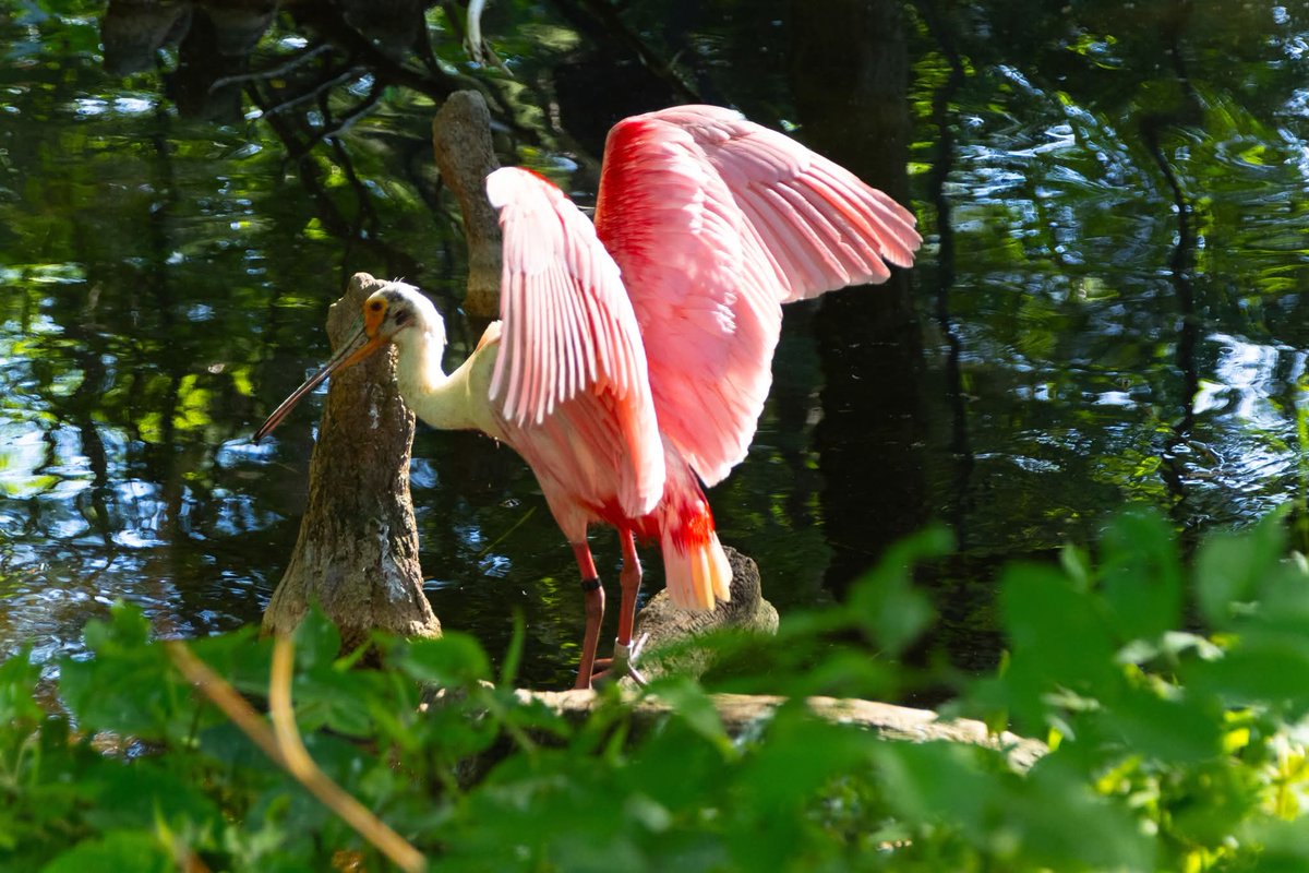PastelSpellTV's tweet photo. With @PlanetZooGame announcing Planet Zoo 2 today, here's some photos from our brief trip to @stlzoo just a few days ago! My photography-obsessed parents were visiting and had an absolute blast. 💚

(Tufted Puffin, American Alligator, Roseate Spoonbill, Ring-tailed Lemur) https://t.co/E6AA21b8Bi