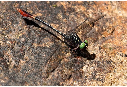 Zootaxa's tweet photo. Paragomphus matroka sp. nov.—a new Hooktail species from the rainforests of eastern Madagascar (#Odonata: #Gomphidae)
#taxonomy
#newspecies
https://t.co/kiGAMKuXWD https://t.co/TFCM6f4gA4
