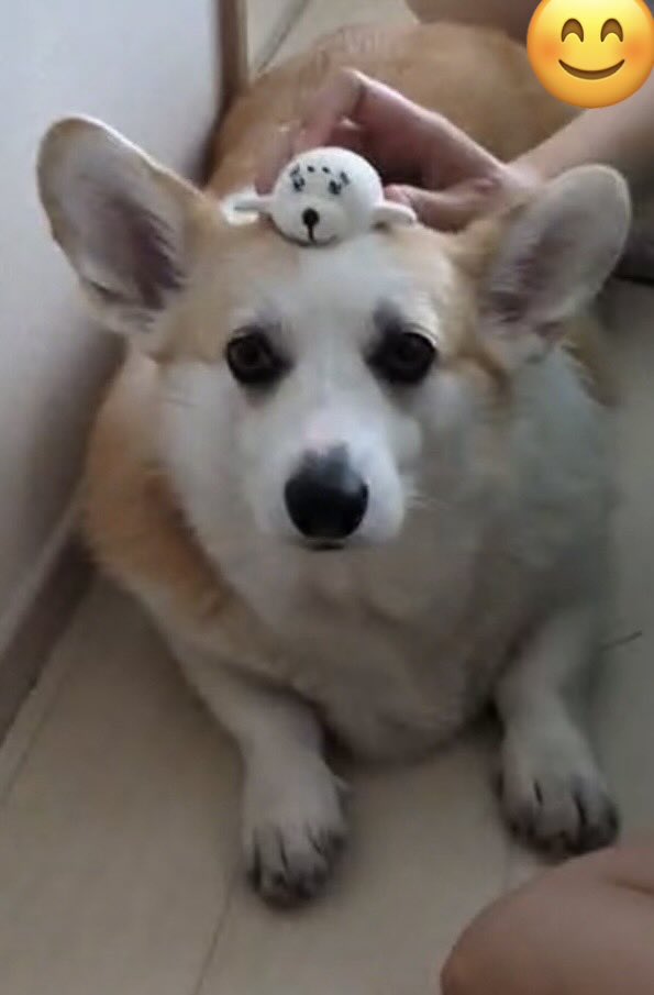 CorgiMog's tweet photo. あざらし on the あざらし
#コーギー #コーギーのいる暮らし #corgi https://t.co/tOkzwbtXOe