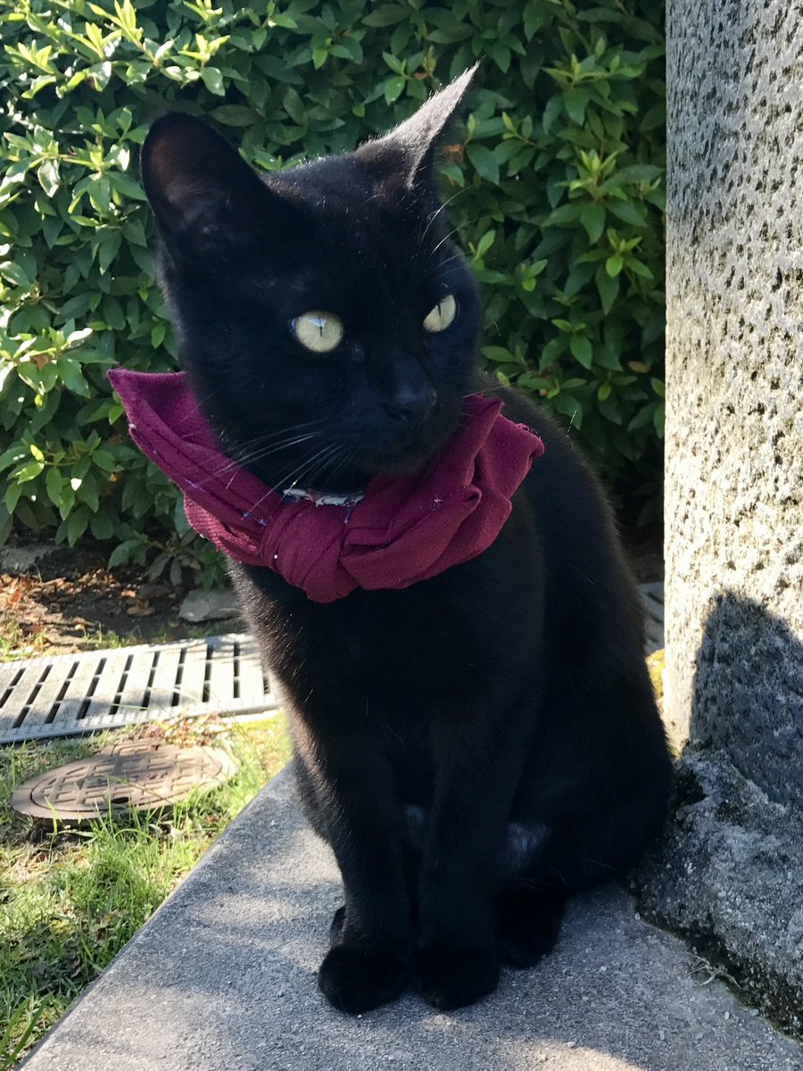 bijutsu1's tweet photo. 時をかける猫ねこ057"Cats Who Leapt Through Time" (20170528) 

『Ken🐈‍⬛🐈Go』ほぼ 9年前🎨朝、美術館前のモニュメントに集合してましたニャ。#尾道市立美館 #尾道 #猫 https://t.co/CeFksrDOnQ