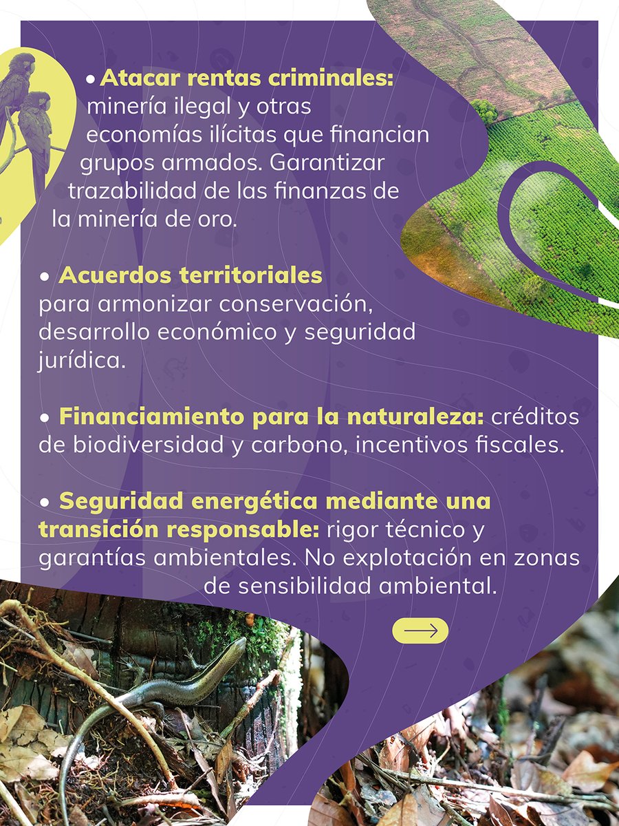 FcdsOrg's tweet photo. Faltan 4 días para las elecciones presidenciales, ¿#YLaAmazoníaQué?

Desde la Fundación para la Conservación y el Desarrollo Sostenible, en alianza con @lasillavaciaoficial y @caracoltv, analizamos las propuestas de las campañas presidenciales sobre la Amazonía colombiana, para que la ciudadanía pueda votar informada este domingo.

Hoy ponemos a consideración las propuestas de @sergio_fajardo.

La Amazonía también se vota.

¿#YLaAmazoníaQué?

@RodrigoboteroG
@MariaAlejaVM
@juanrobertovarg
@francofidel
@asantosrubino
@NoruegaenCOL
@UKinColombia
@UEenColombia