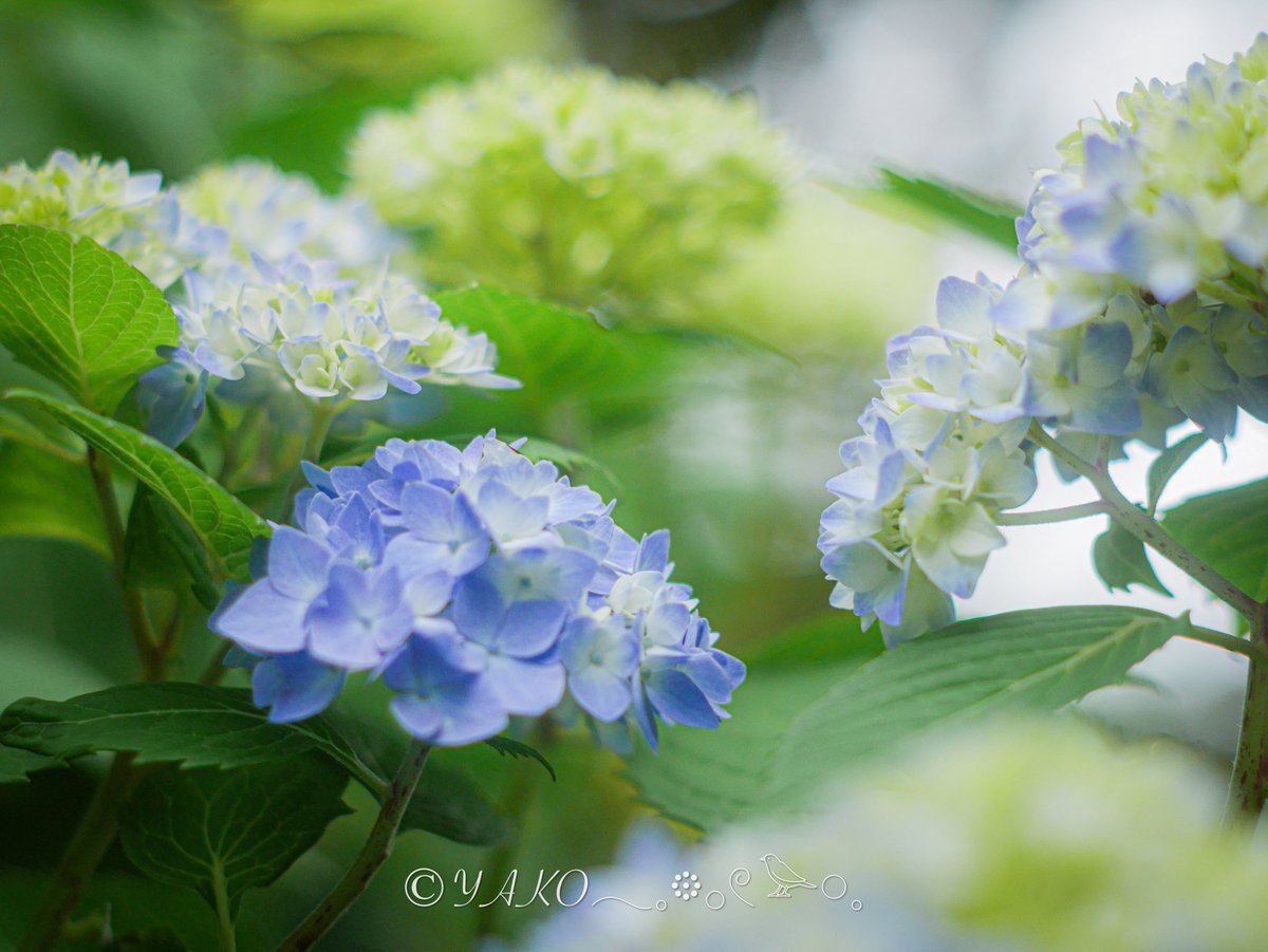 もふもふ集合𓂃𓈒❀*・ﾟ 。 。 畑の子たち。1週間前はまだこのい色だっ