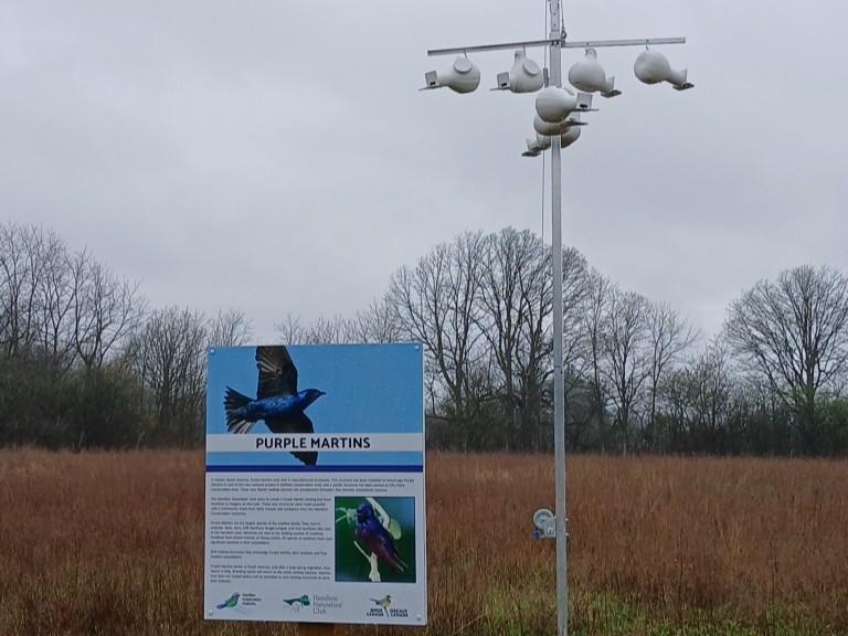 Hamilton_CA's tweet photo. In Eastern North America, Purple Martins rely entirely on human-made homes to nest and we’ve rolled out the welcome mat! Nesting structures have landed at our wetland projects at Fifty Point and Saltfleet Conservation Area, helping to grow a nesting trail from Hamilton to Niagara-on-the-Lake.

Every nest helps! With swallow populations declining, these homes are a small but mighty way to support local wildlife.
