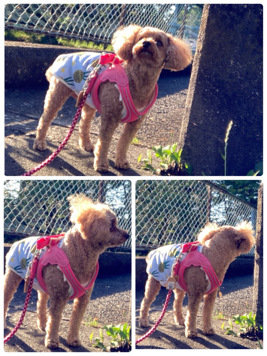 ake_inoue's tweet photo. おはようございます☀
今朝も早めにお散歩行ったけど既に暑いです💦ナナ地方は今日は30度超える予報です🥵熱中症気をつけようねー https://t.co/nwAvjwXWw0