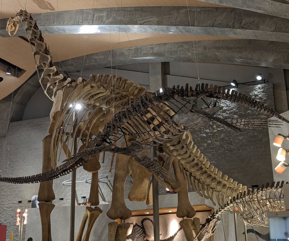 金曜日だから化石貼る #FossilFriday 群馬県立自然史博物館 常設展示に