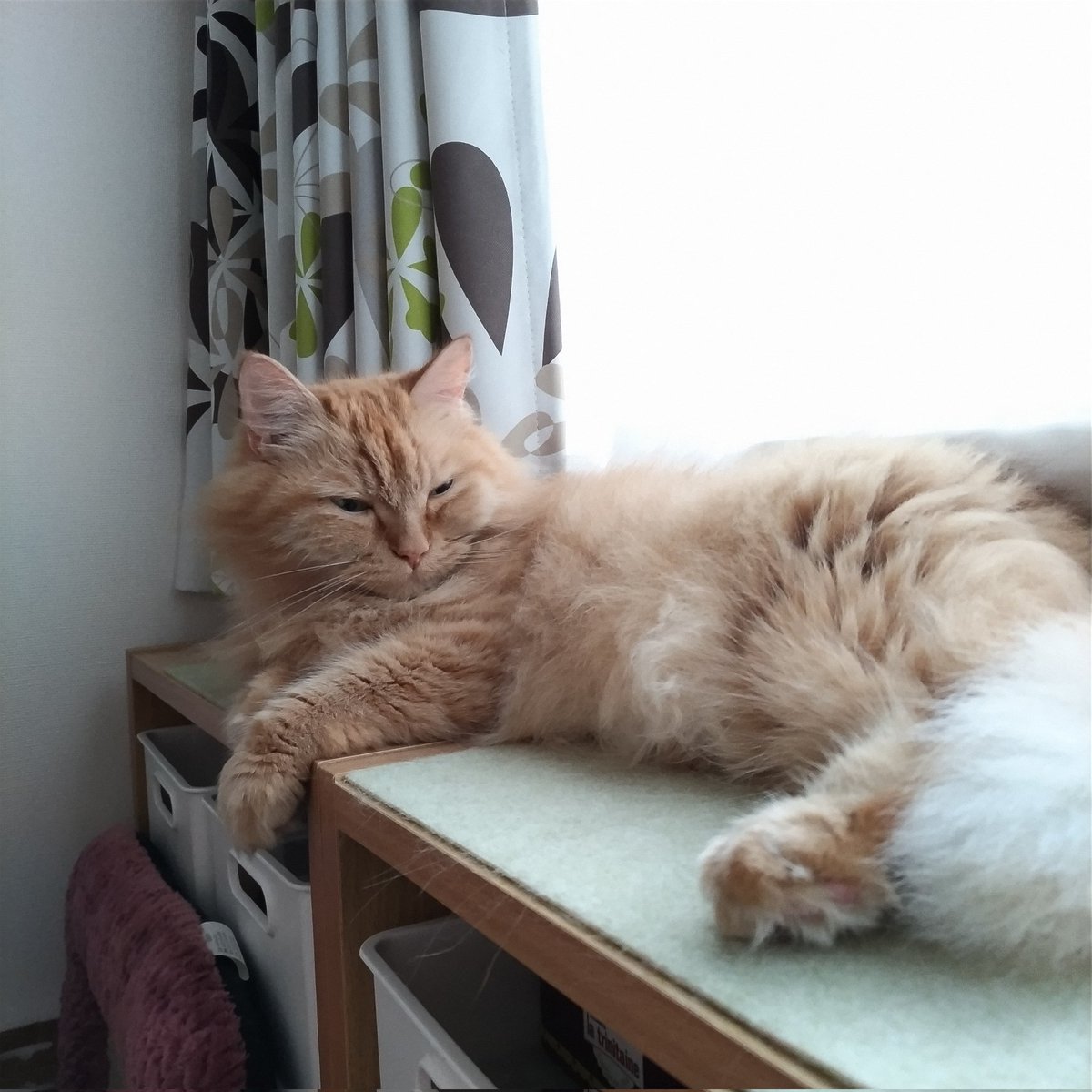 SunnyColorLabel's tweet photo. おはよー☀️
蒸すわねー

#猫 #メインクーン 
#猫がいる暮らし 
#猫のいる暮らし 
#モフモフ #もふもふ https://t.co/xal6feGPlv