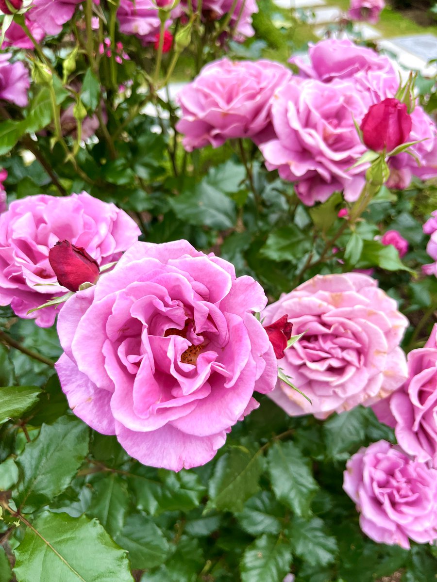 ling1683's tweet photo. 今日散歩していると、
幾重にも重なる緑の中で、
静かに咲き誇るピンク色の薔薇に出会いました。

柔らかな花びらは朝の光を優しく受け、
風の中で穏やかで静
かなロマンをゆっくりと滲ませています。🌸🌿

ところどころに寄り添う小さな蕾たちは、
春の片隅にそっと隠された小さな秘密のようでした。

みずみずしい緑の葉が花々の柔らかさを引き立て、
その景色はまるで季節へ宛てたラブレターを、
陽だまりが静かに読み上げているかのよう。🌸🌿

心を惹かれる景色というのは、
きっと眩しいからではなく、
何気ない瞬間に、
そっと心を優しく包み込んでくれるからなのでしょう。

Today I walked and came across a cluster of pink roses 
quietly blooming among layers of lush greenery. 

Their soft petals were gently illuminated 
by the morning light, 
slowly blending into a tender and tranquil romance
 as the breeze passed through. 🌸🌿

A few tiny buds, still waiting to bloom, 
rested quietly among them like little secrets hidden 
in the corners of spring.🌸🌿

The vivid green leaves beautifully framed 
the delicate blossoms, 
making the entire scene feel like a love letter 
written to the season itself, 
softly read by the sunlight.🌸🌿

Perhaps the most heartwarming scenery
 is not beautiful because it shines brightly,
but because, 
in an unexpected moment,
it gently softens your heart. 

#花の写真 #FlowerPhotography