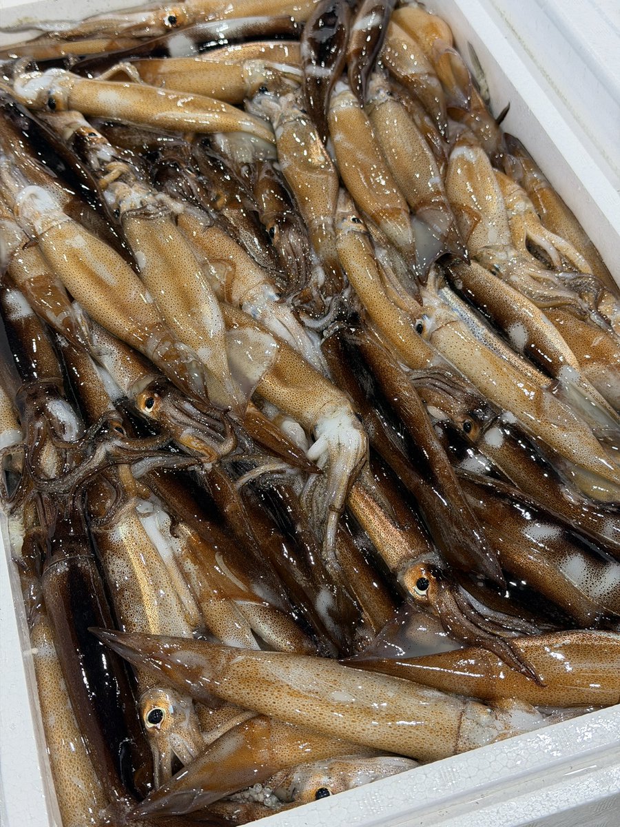 Kfish39's tweet photo. 釣スルメまだ小さいけど美味そう https://t.co/z4LcJx6Tbm