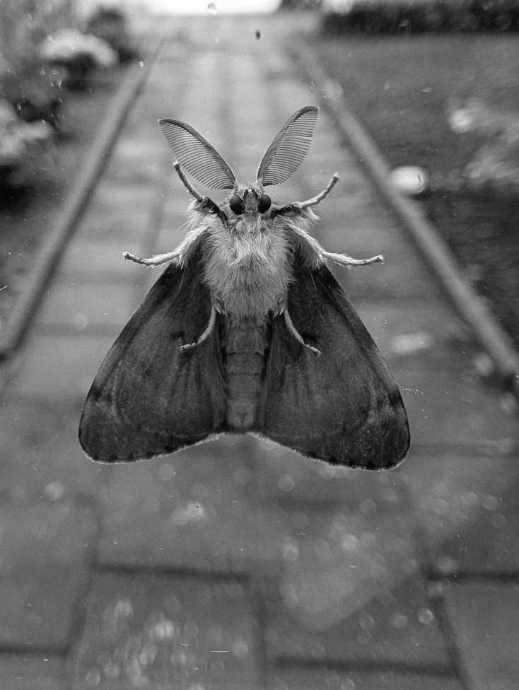 Violeta tweet media