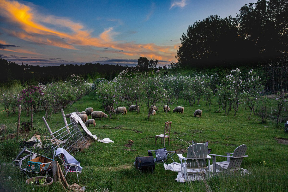 fotogosaurus's tweet photo. sheep lilac dusk https://t.co/58aVmFetEj #VT #Vermont #NewEngland #FlowerFarm #Sheep #AnimalPortrait #Lilac #FrenchLilac #FlowerFarm #BabyDollSheep #twilight #onTheFarm #moment #think #reflect #ponder #remember #Canon #OutHereInTheFields #May #Spring #grazing #blooming #flowers https://t.co/zCMAHUr8Jd