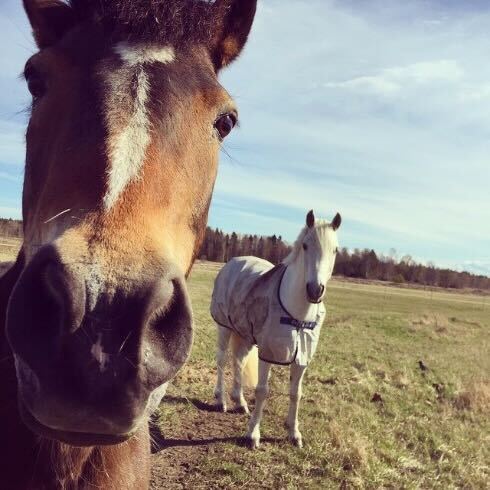 nomaoi_official's tweet photo. いいですか、落ち着いて聞いてください

あなたが眠ってる間に相馬野馬追まであと360日になりました

#相馬野馬追2027 https://t.co/zVjBdTlqhr