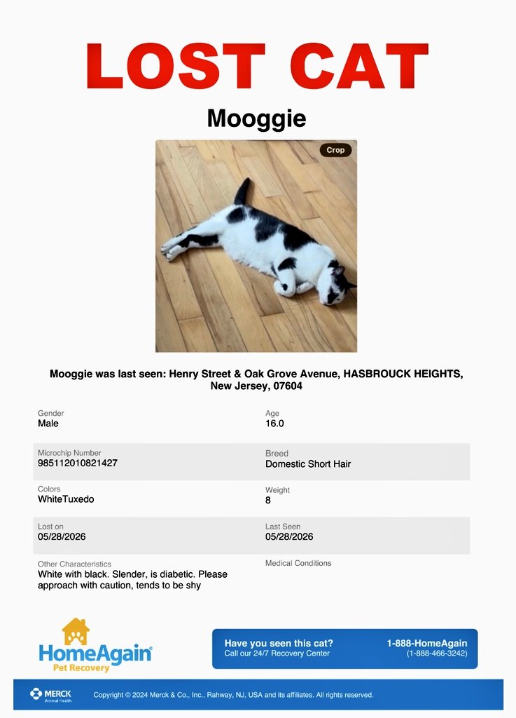 MeowMiya88's tweet photo. 🆘️Diabetic senior cat missing! 📢🇺🇸🗽⏳️🚨😿🆘️💔Please RT to find Moogie #NewJersey #NJ #missingcat #lostcat #HasbrouckHeights #CatsOfTwitter #CatsOfX @HAPetRescuer https://t.co/BZcZV8E8l9
