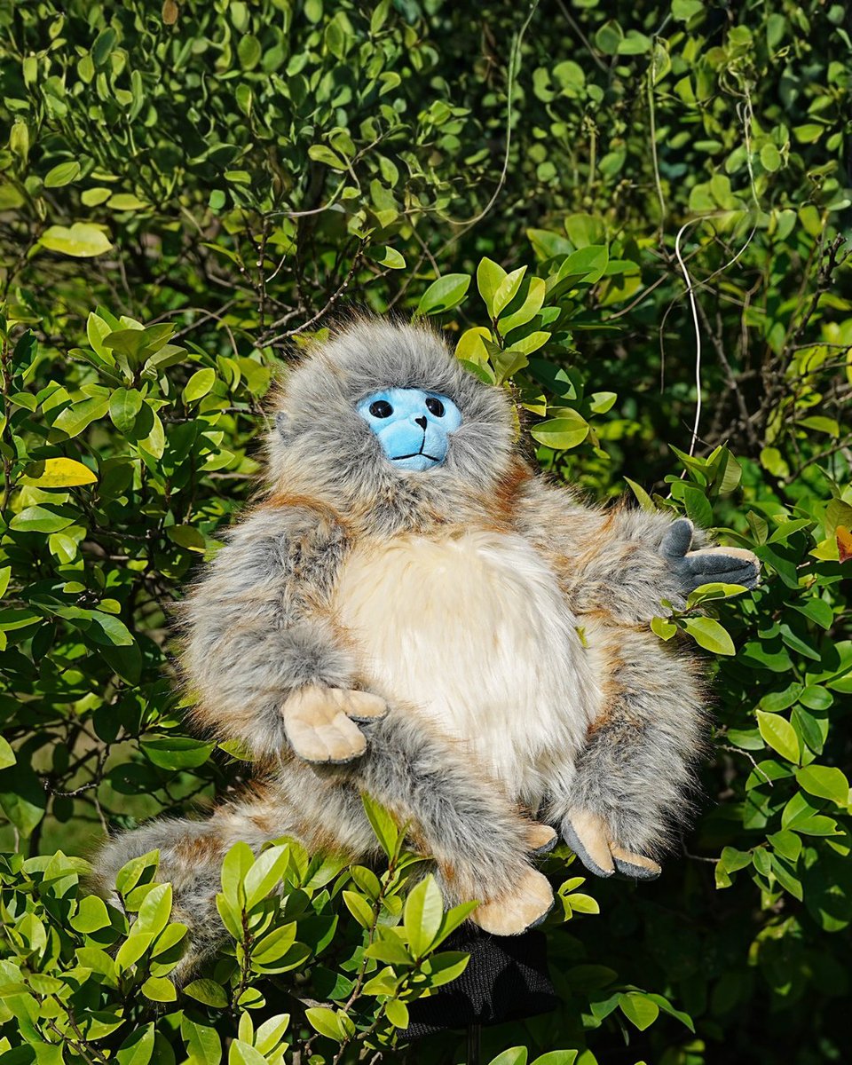 craftsmangolf's tweet photo. Meet the cutest guardian on the course. 🐵⛳

Find Your Breed. 🐾
#CraftsmanGolf #GolfHeadcover #AnimalHeadcover #GolfAccessories #DriverCover #GolfStyle #GolfLife #PlushHeadcover https://t.co/xVyEPQzYy6