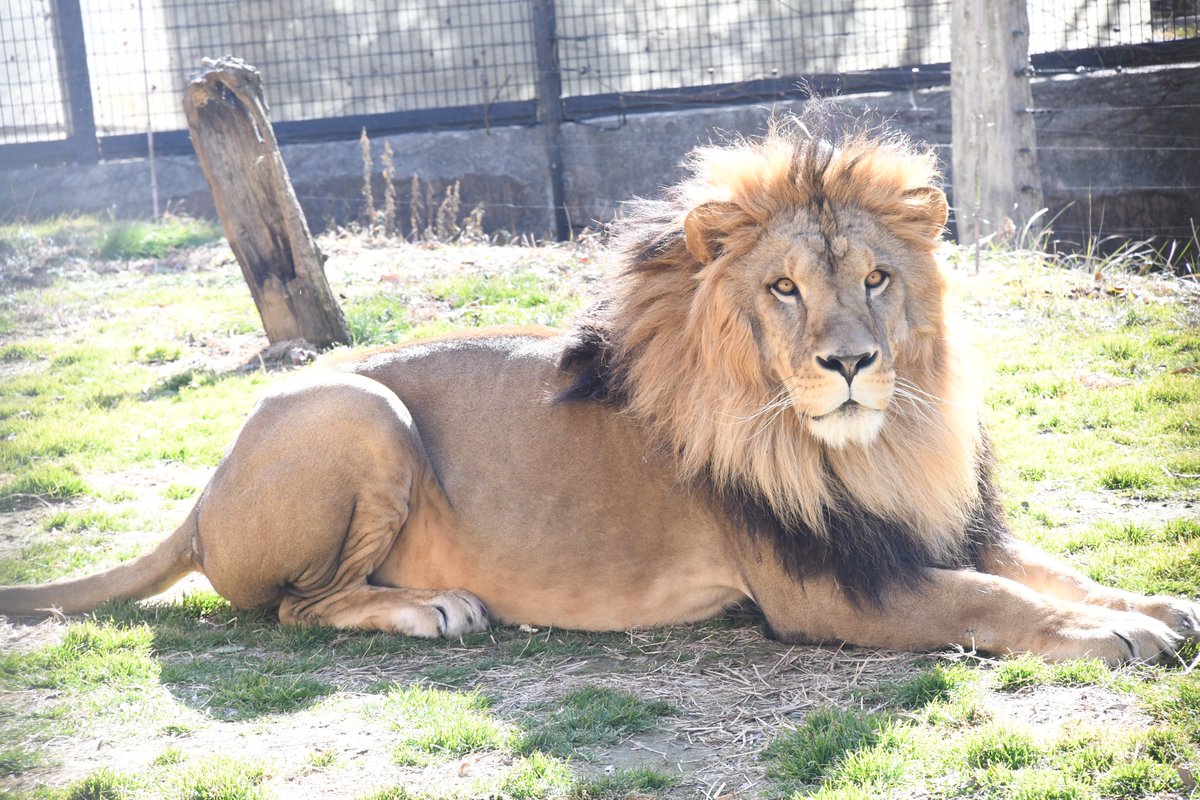 山中組木　ライオン　大サイズ　レア 5月30日（土）の「飼育員による動物のおはなし」は ＃ライオン です