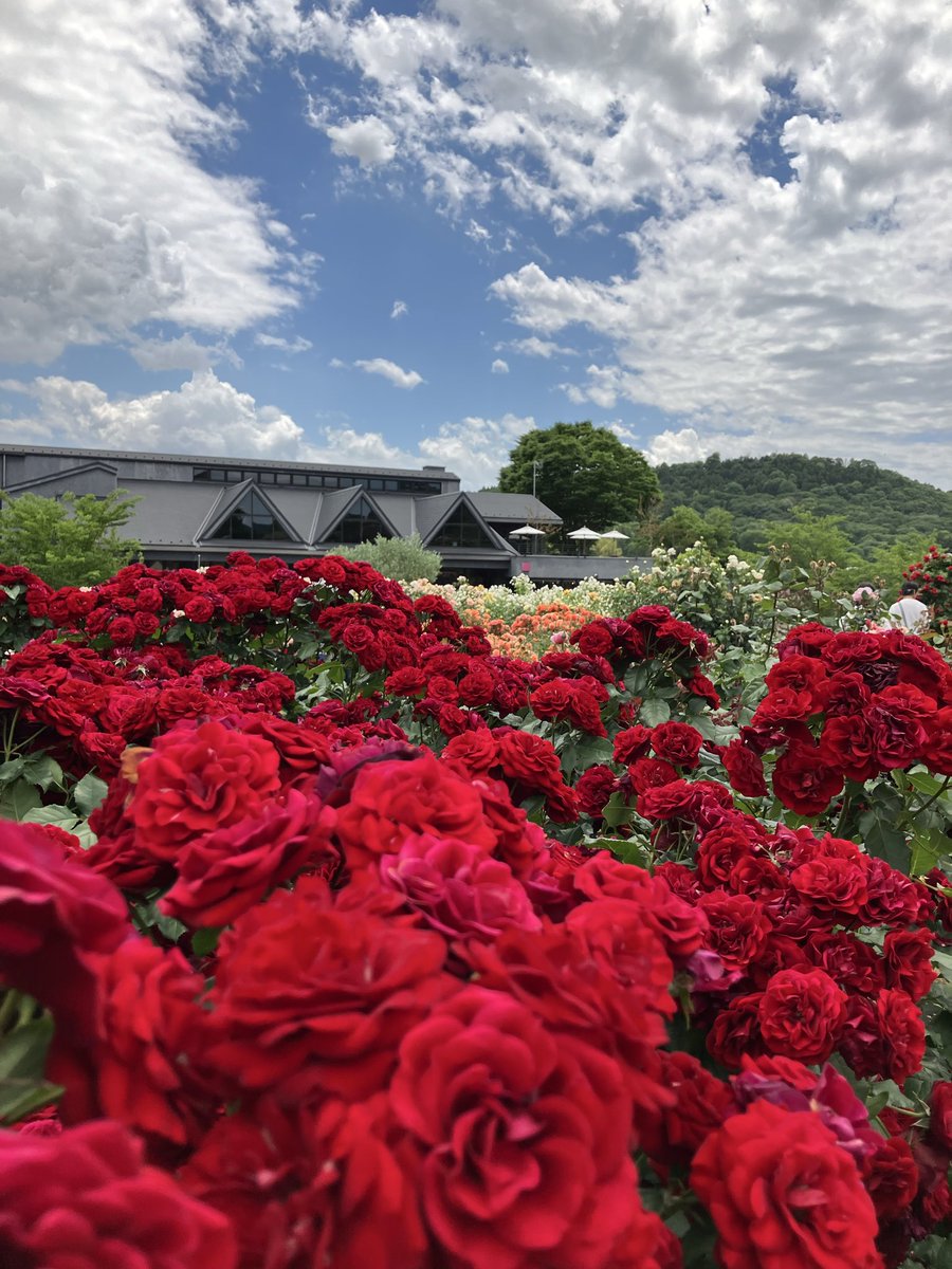 ibarakiflower's tweet photo. 【5/29開花情報】
バラテラスの様子です🌹
バラの色と青空がとても綺麗です✨
https://t.co/ZXR1WXOpgR
＃いばらきフラワーパーク ＃春バラ ＃お花を愛でながらウォーキング https://t.co/psyjvRUkZb