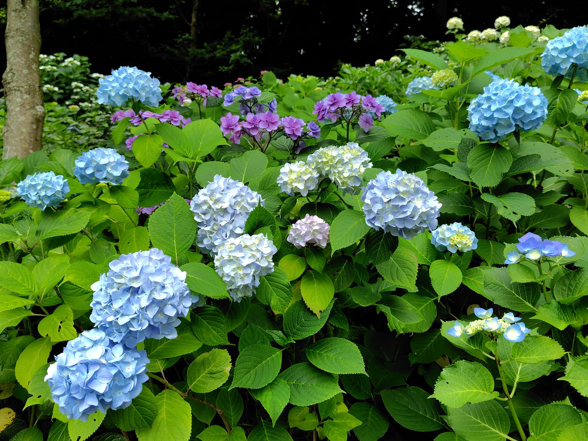 fuune_y's tweet photo. 昨日、鎌倉の長谷寺にて。 https://t.co/nhWw0qyFPl