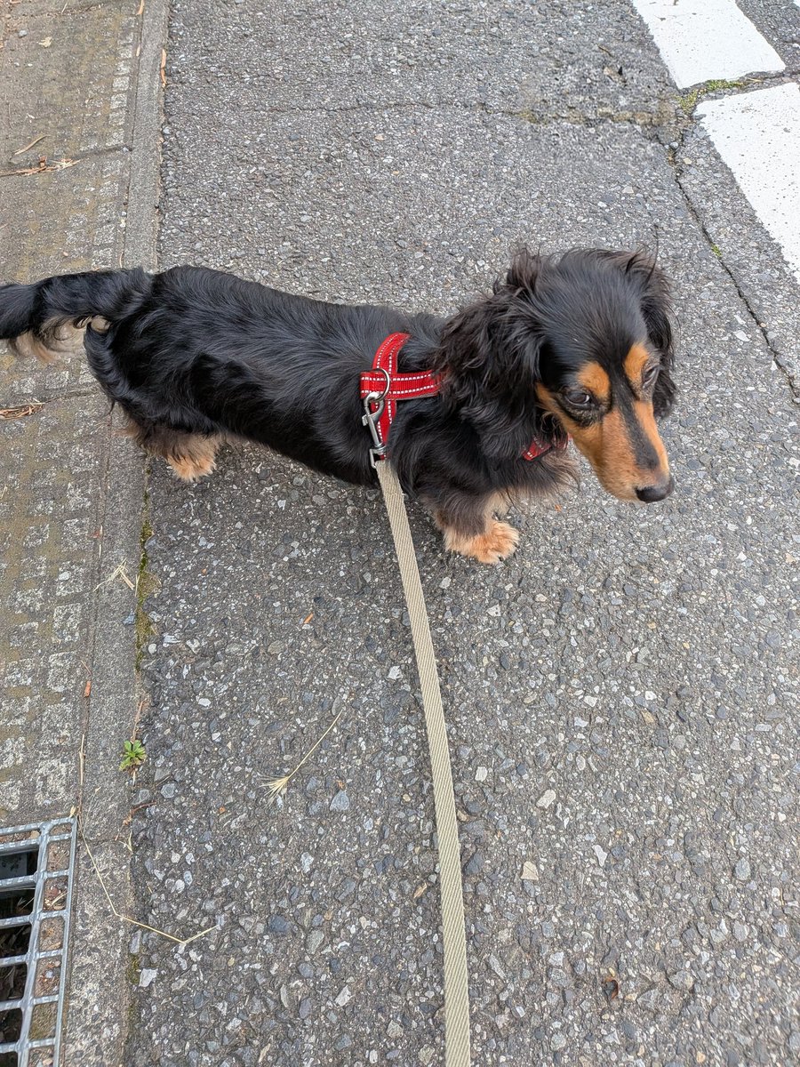 chibiandmoco's tweet photo. 朝4時50分、片側2車線道路の向こうにいるご近所のワンちゃん見つけてジーッと見てるあずき https://t.co/G10HeG9MPT