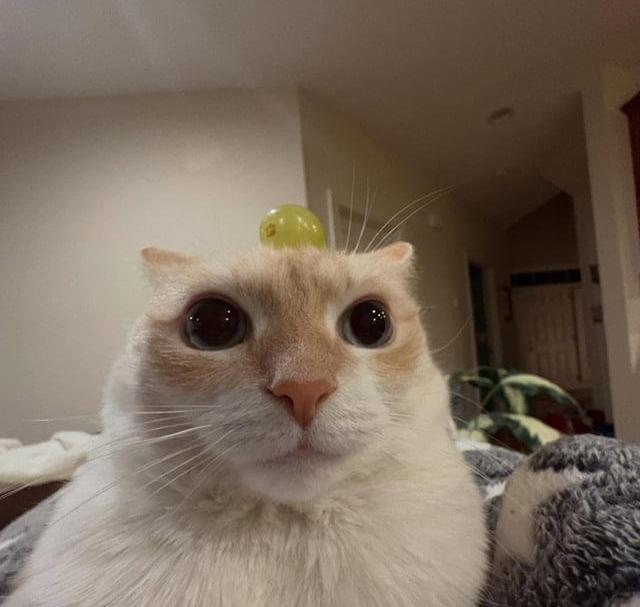Kebabuz's tweet photo. @Northiuss fuckk i gotta socialize https://t.co/z87P8ubafX