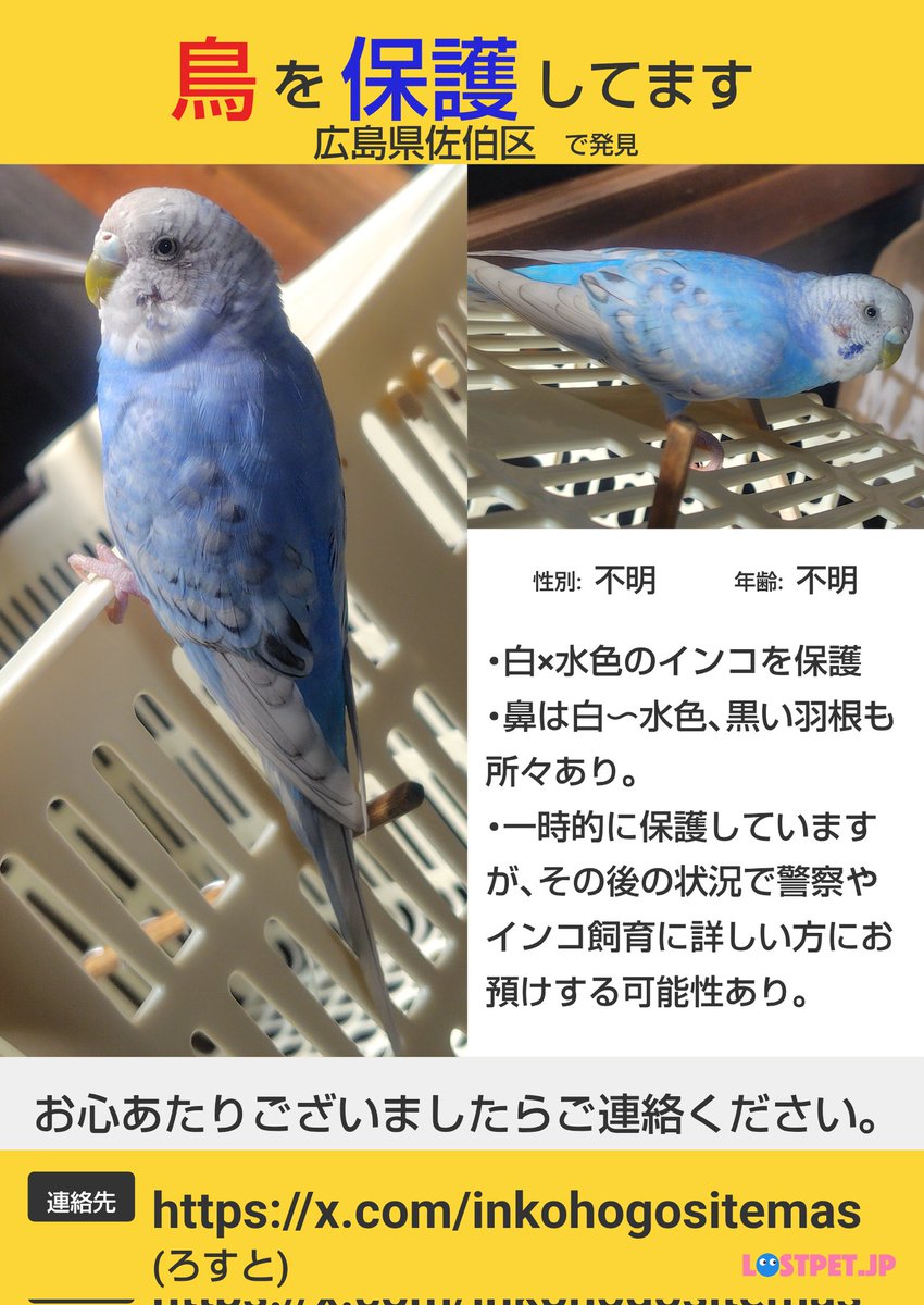 inkohogositemas's tweet photo. 【飼い主探しています】
2026年5月28日 
広島県佐伯区で保護しました。
警察には届け出済みです。
#セキセイインコ #迷い鳥 #広島 #保護 https://t.co/r28DB6qjUu