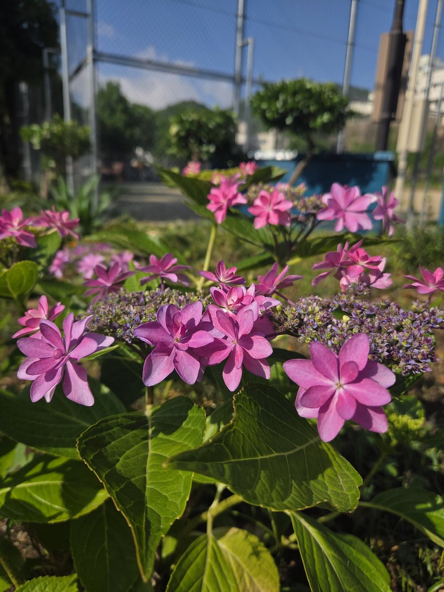 raian36's tweet photo. おはようございます
長崎は晴れです。気温24°C🌡
素敵な金曜日になりますように🍀😊☀️✨
 #おはようございます
 #あさんぽ
 #花の写真
 #長崎 https://t.co/RbI9skdLW7