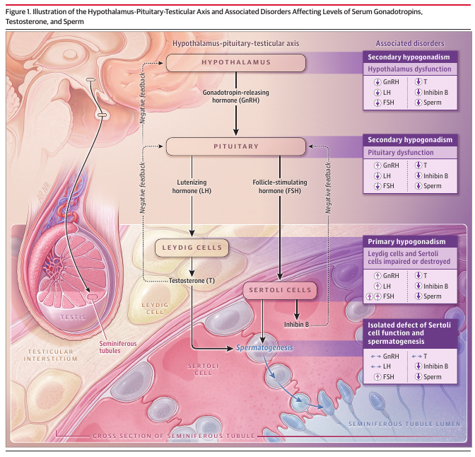 MHcsba's tweet photo. JAMA 2026: Hipogonadismo masculino 
#MedEd #MedTwitter #MedX 
doi:10.1001/jama.2026.8526
https://t.co/cL7saZNryb https://t.co/SuNX8R2xiF
