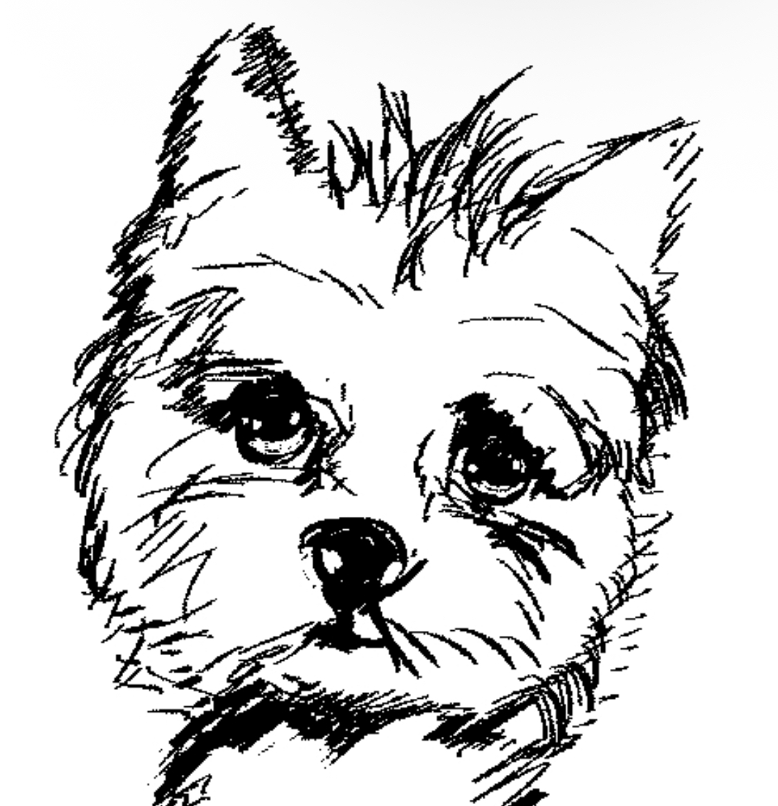 IRANIANSOURCESS's tweet photo. doggo https://t.co/yYmfwnrpZc