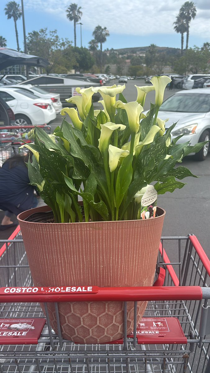DapperTroy's tweet photo. Calla lilies secured. Not exactly what I had planned. But, she’s been talking about wanting to get a potted plant so… https://t.co/CRSK8WlHHP