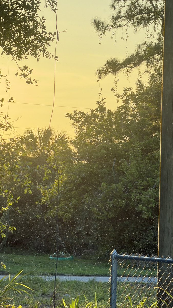 amiinfocus's tweet photo. The amount of gnats out rn is insane https://t.co/L0cicN5aYe
