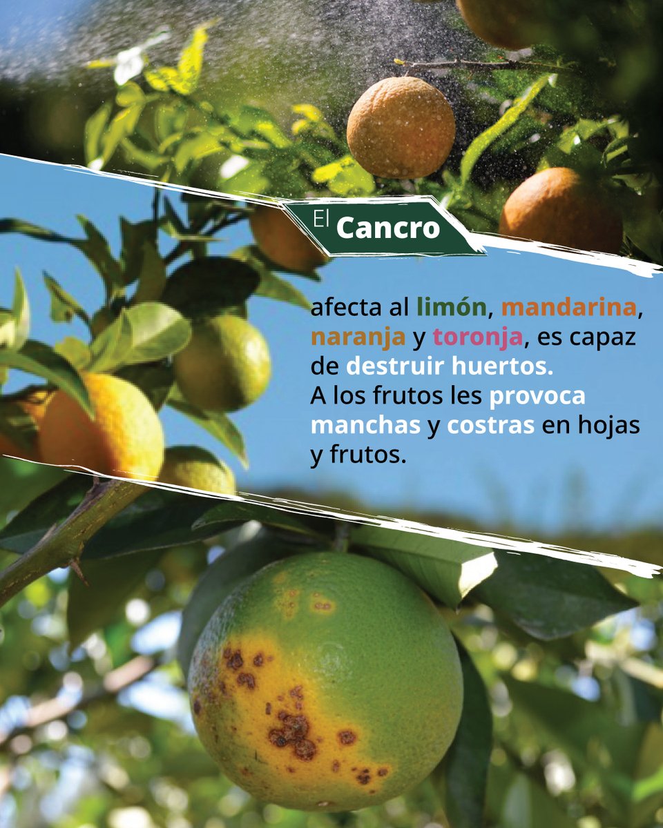 SENASICA's tweet photo. 🍊 ¡Protege tus huertos del #CancroDeLosCitricos! 🍋

Esta enfermedad, se propaga con rapidez y puede destruir por completo tus árboles de cítricos si no se detecta a tiempo. 📉❌

#SanidadVegetal #Citricos #Senasica #AgriculturaMx
Abro 🧵 https://t.co/6Q63erR1Vv