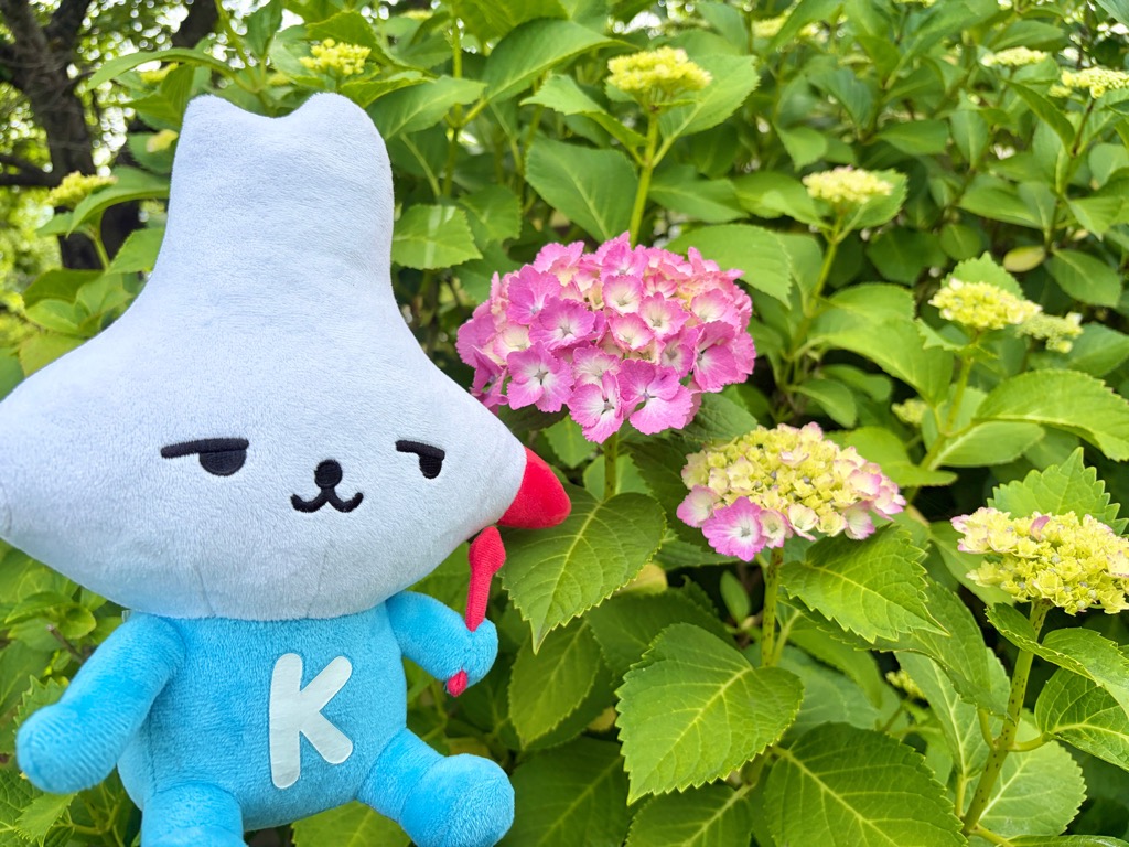 kamisucoco_kun's tweet photo. もうすぐ6月だね☆
どんぐり広場のアジサイがちょっとずつ咲きはじめたよ♪
満開がたのしみだなー

#神栖 #カミスココくん #神之池 https://t.co/hG8hMWzC3V