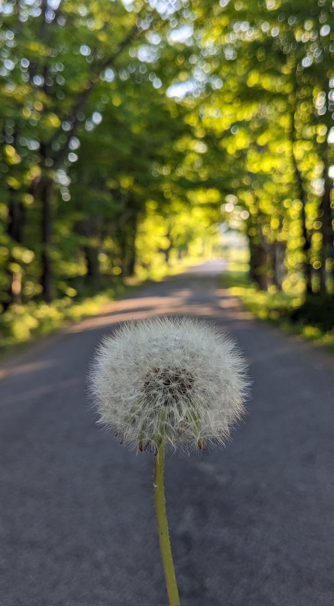 firstfl0wer's tweet photo. make a wish https://t.co/Pvwrjm4B8j