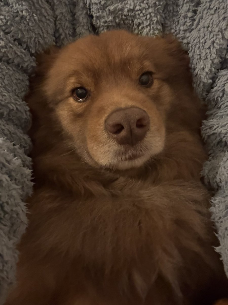 QueenAlicebttlr's tweet photo. @moonsgfg Gizmo te fait des bisous. Il a bonne haleine et c'est gentledog https://t.co/QfOfpmOVoh