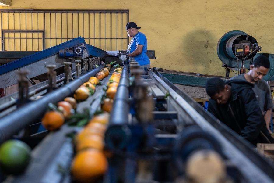 XHespanol's tweet photo. #Brasil, principal productor y exportador mundial de jugo de #naranja, logró un avance científico para combatir el "moho azul", un #hongo que provoca grandes pérdidas en frutas cítricas tras la cosecha, informó la agencia científica estatal @AgenciaFAPESP https://t.co/9gqbaRbiD1
#XinhuaNoticias