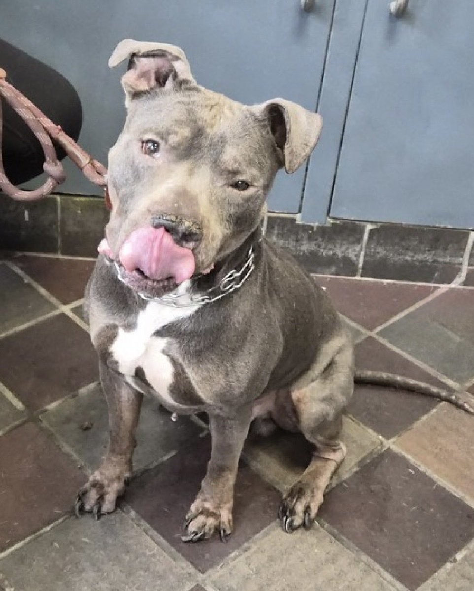 MoishesMom's tweet photo. 🚨 🆕 💉🎯 🛟 Only Senior Staffie🚨

Capone is a stunning Senior Staffie boy 8️⃣ years old arrived at the Manhattan Pound in NYC 8️⃣ days ago…he’s 6️⃣0️⃣ pounds

Capone’s Bio ℹ️ 🔗 ⬇️

https://t.co/DIq7Cne4zb

His records state he’s a “stray” yet his previous “owner” described him as active & playful 

Capone’s in big trouble…he’s listed for “head whipping” 😒

Capone deserves a soft landing on a comfy  🛋️ with a loyal responsible human 🤞🏻🙏🏻💞🤞🏻🙏🏻

DM @notthesameone2 to apply for Capone