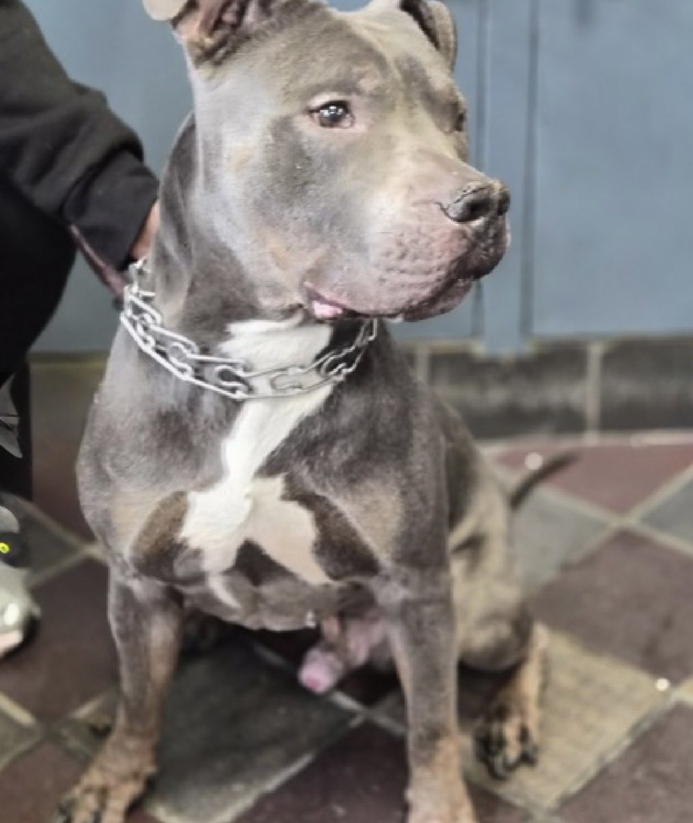 MoishesMom's tweet photo. 🚨 🆕 💉🎯 🛟 Only Senior Staffie🚨

Capone is a stunning Senior Staffie boy 8️⃣ years old arrived at the Manhattan Pound in NYC 8️⃣ days ago…he’s 6️⃣0️⃣ pounds

Capone’s Bio ℹ️ 🔗 ⬇️

https://t.co/DIq7Cne4zb

His records state he’s a “stray” yet his previous “owner” described him as active & playful 

Capone’s in big trouble…he’s listed for “head whipping” 😒

Capone deserves a soft landing on a comfy  🛋️ with a loyal responsible human 🤞🏻🙏🏻💞🤞🏻🙏🏻

DM @notthesameone2 to apply for Capone