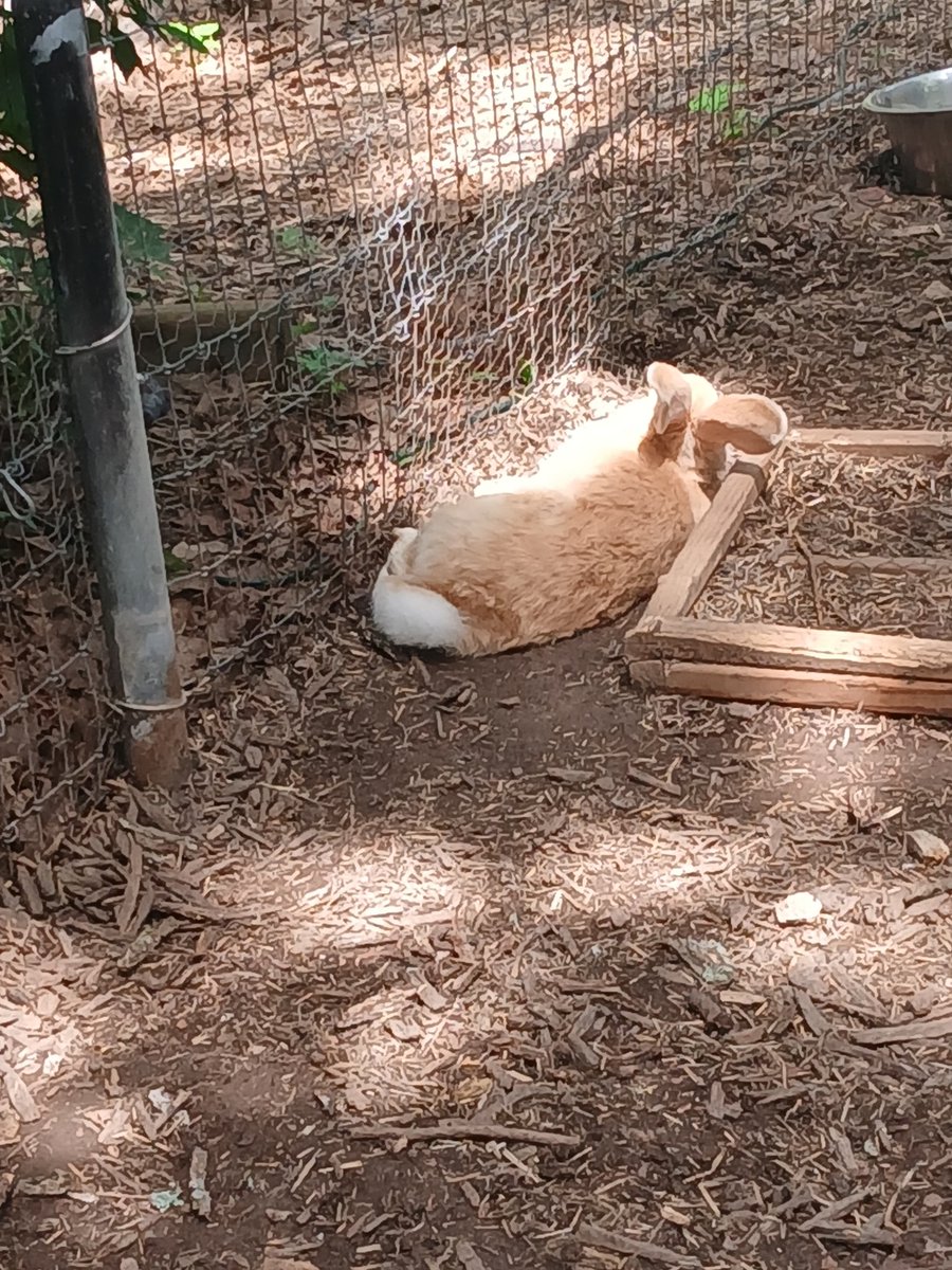 EWhitbread's tweet photo. Bunny https://t.co/PRtnO5zYFN