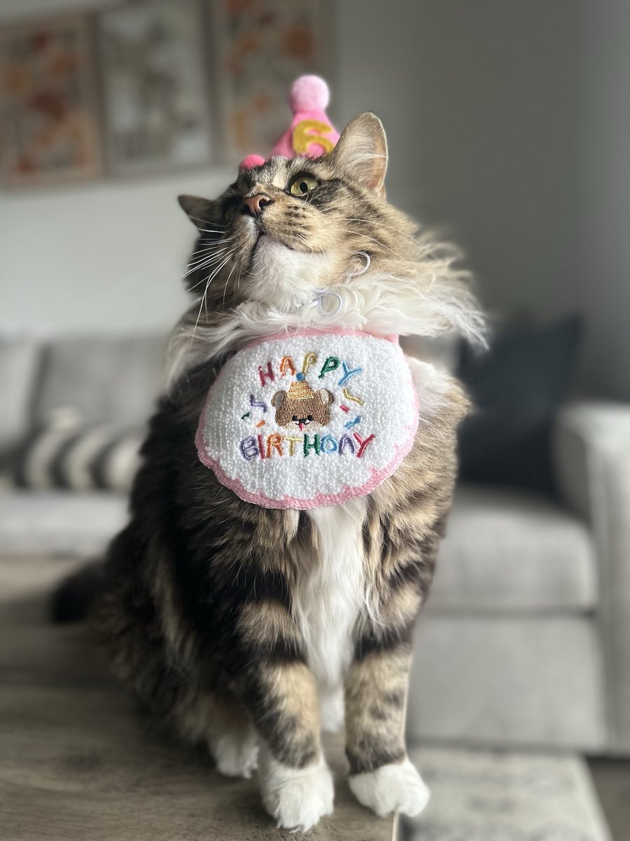 AllSystemsGo_SC's tweet photo. Everyone wish Lola a happy 6th birthday! Thank you for being the best remote-coworker and the best form of alarm-clock every morning when you’re hungry 🐱 https://t.co/N3lrrMtQDG