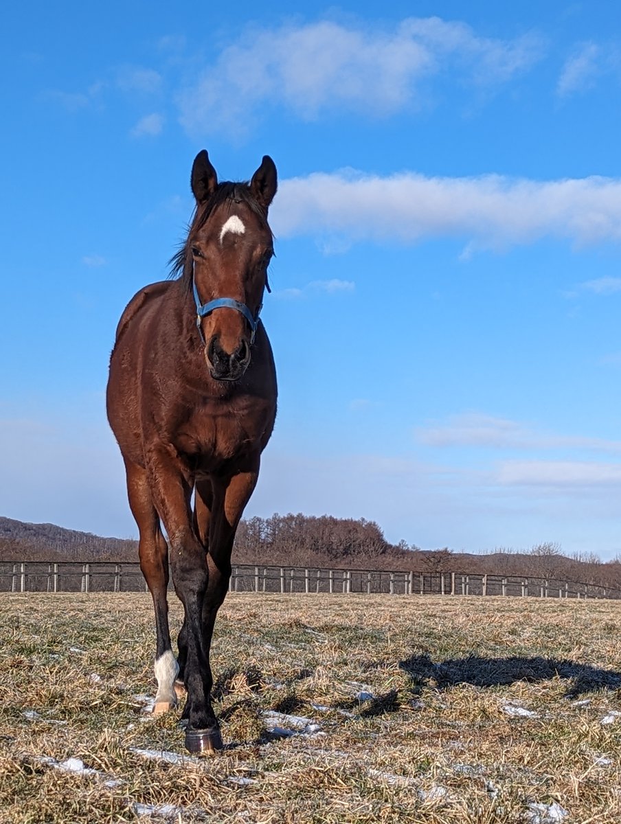 oiwakefarm's tweet photo. 明日の日本ダービーに育成調教馬ゴーイントゥスカイが出走します🏇
青葉賞前には山元トレセンで当牧場スタッフが念入りに調教し最高の結果が得られました🎉
写真は本馬のイヤリング厩舎入場時と放牧中です📸
たくましくなった本馬の応援をよろしくお願いします！
＃日本ダービー
＃ゴーイントゥスカイ https://t.co/RMzSeB3sgv