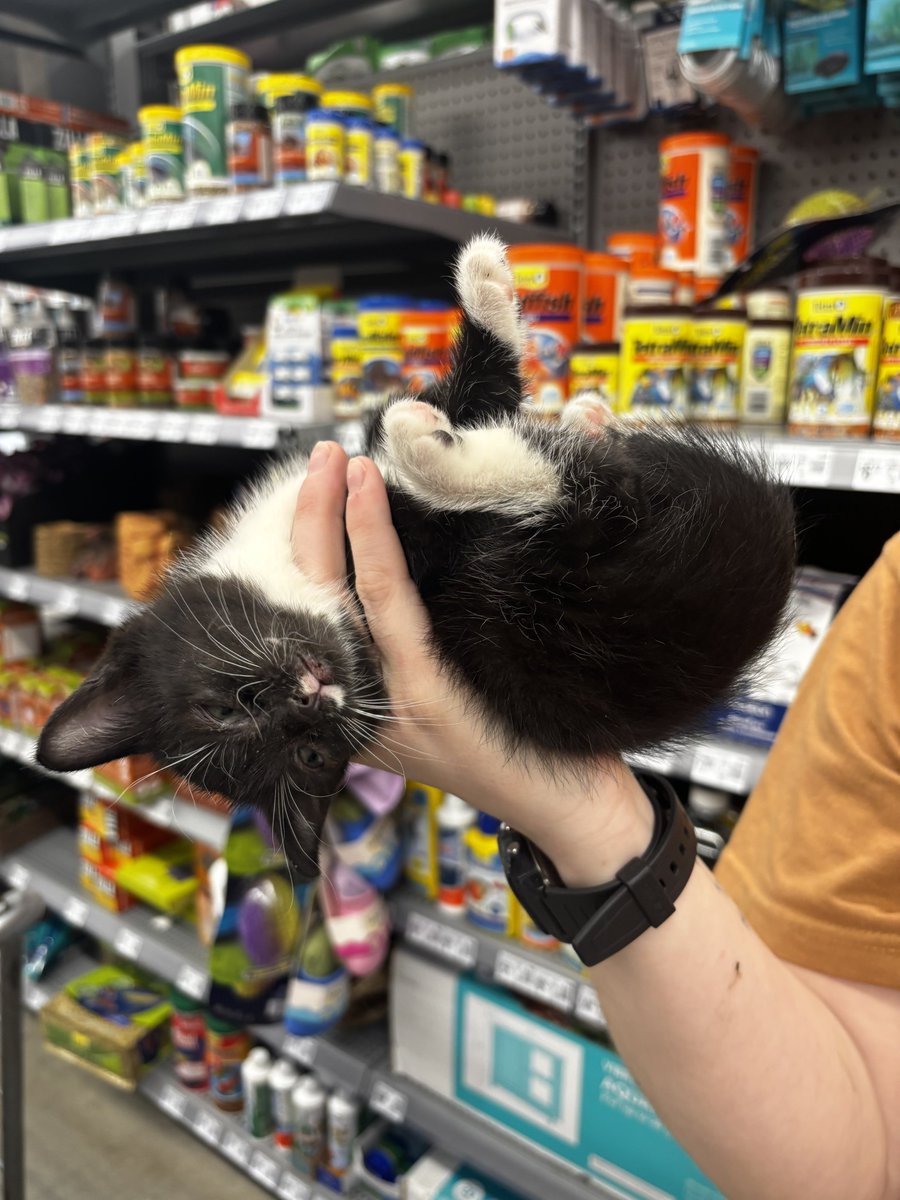 PEACHYATBEST's tweet photo. bf and I rescued a kitty today :3 meet lady socks :33 https://t.co/40Afo5eiqh
