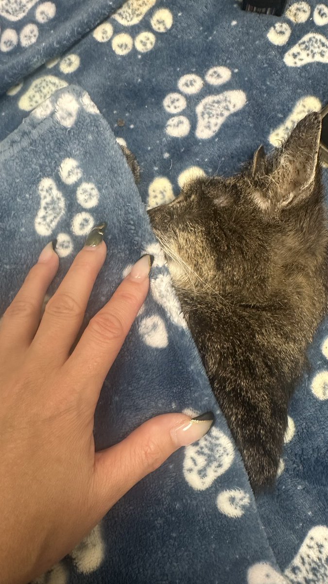 DeviiousMix's tweet photo. I had to put my baby down Tuesday and i was hospitalized Monday for my back. This week has been horrible😭💔 https://t.co/CQH6OUXSMN