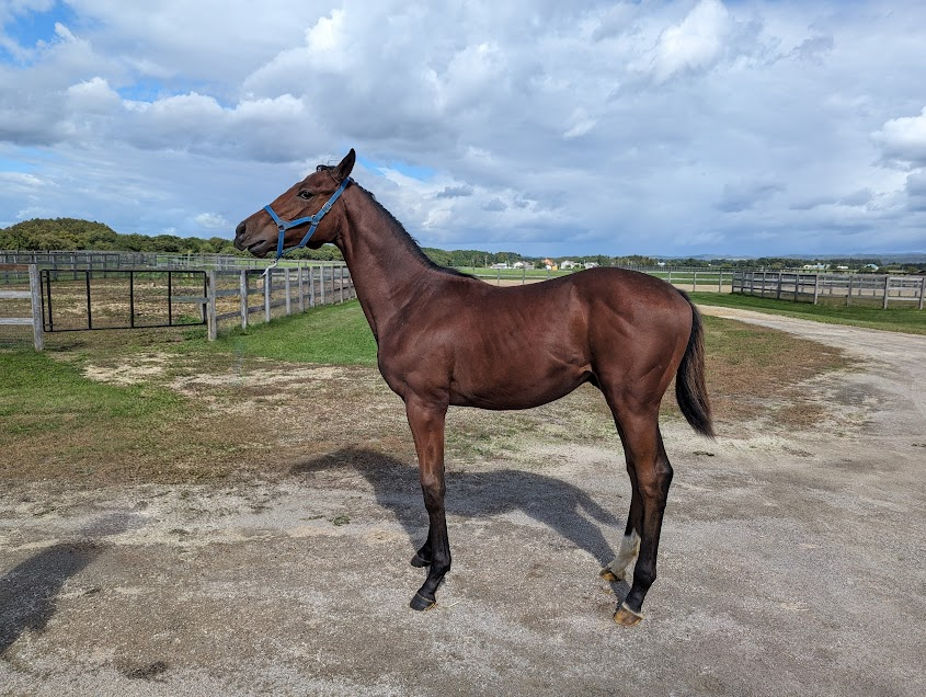 oiwakefarm's tweet photo. 明日の日本ダービーに育成調教馬ゴーイントゥスカイが出走します🏇
青葉賞前には山元トレセンで当牧場スタッフが念入りに調教し最高の結果が得られました🎉
写真は本馬のイヤリング厩舎入場時と放牧中です📸
たくましくなった本馬の応援をよろしくお願いします！
＃日本ダービー
＃ゴーイントゥスカイ https://t.co/RMzSeB3sgv